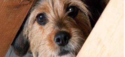 Van összefüggés a kutyák viselkedése és az egészsége között?